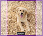 Small #1 Golden Retriever
