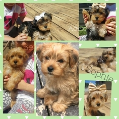 Morkie Puppy for sale in CHESTERTON, IN, USA