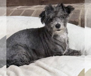 Maude - Female Mutt Dog for Adoption - Photo #2
