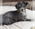 Small Photo #2 Mutt Puppy For Sale in Greenville, SC, USA