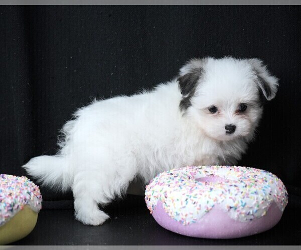 Medium Photo #4 Maltipom Puppy For Sale in ROCK VALLEY, IA, USA