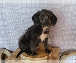 Small Photo #3 Poogle Puppy For Sale in BLAKESBURG, IA, USA