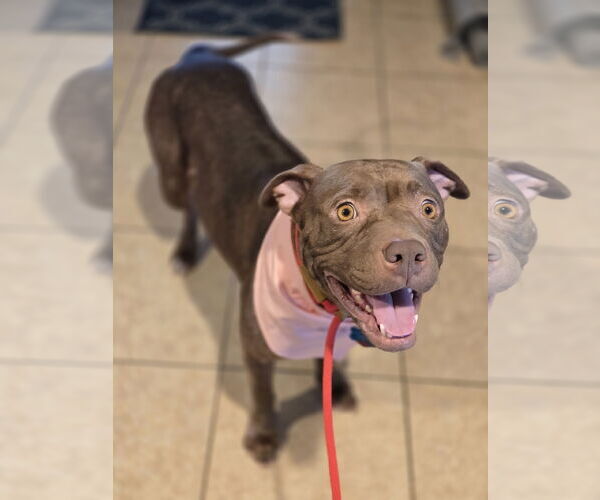 Medium Photo #11 American Staffordshire Terrier Puppy For Sale in Rosenberg, TX, USA