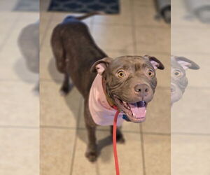 Beatrix - Female American Staffordshire Terrier Dog for Adoption - Photo #11