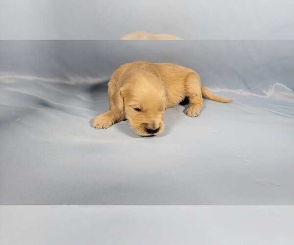 Medium Photo #23 Golden Retriever Puppy For Sale in BLACK FOREST, CO, USA