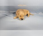Small #3 Golden Retriever