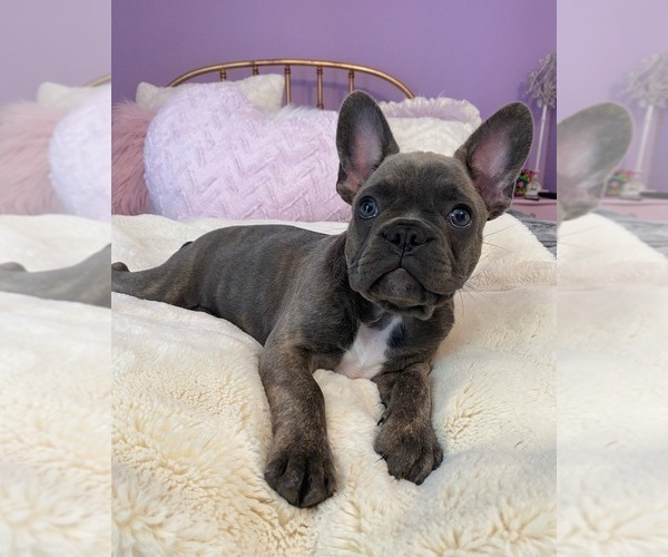 Medium Photo #1 French Bulldog Puppy For Sale in CENTERBURG, OH, USA