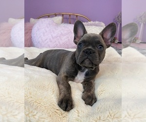 Mother of the French Bulldog puppies born on 10/10/2023