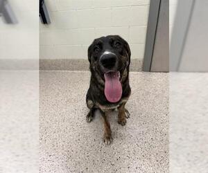 Plott Hound-Unknown Mix Dogs for adoption in Brighton, CO, USA