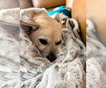 Small #8 Pembroke Welsh Corgi Mix