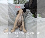 Puppy Pink Mastiff