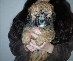 Maltipoo (Toy) Puppy for sale in BURLINGTON, MA, USA