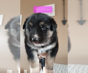 German Shepherd Dog-Siberian Husky Mix Puppy for sale in PRINCETON, MN, USA