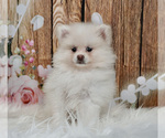Puppy 10 Pomeranian