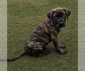 Presa Canario Puppy for sale in ANSON, ME, USA