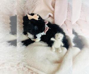 Maltipoo (Toy) Litter for sale in JACKSONVILLE, FL, USA