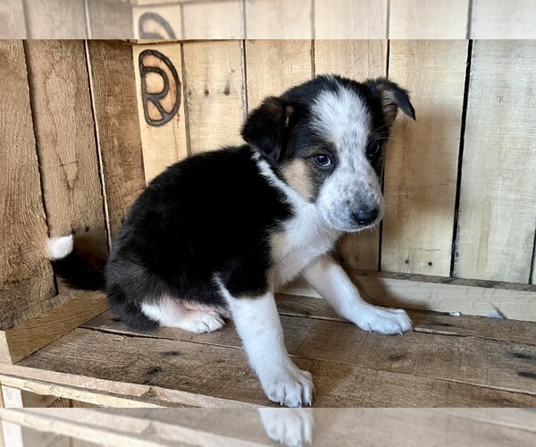 Medium Photo #5 Australian Shepherd Puppy For Sale in CHESTERFIELD, MI, USA