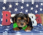 Small #1 YorkiePoo