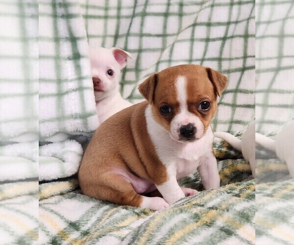 Medium Photo #3 Chihuahua Puppy For Sale in MOUNT AIRY, NC, USA