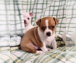Small #2 Chihuahua