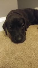 Great Dane Puppy for sale in BATESVILLE, IN, USA