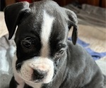 Puppy Cyclone Boxer