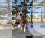 Small #2 Pembroke Welsh Corgi