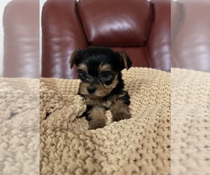 Yorkshire Terrier Puppy for sale in JASPER, GA, USA