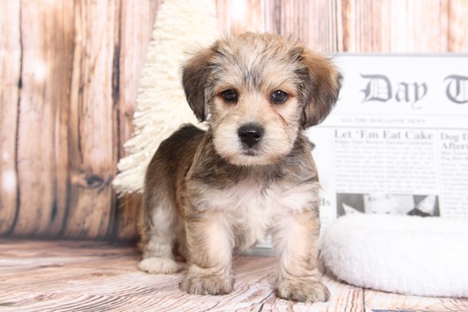 Medium Photo #1 Morkie Puppy For Sale in BEL AIR, MD, USA