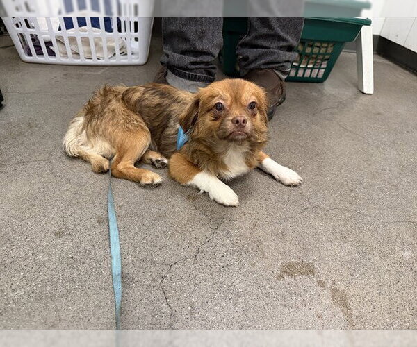 Medium Photo #1 Pominese Puppy For Sale in Berkeley , CA, USA