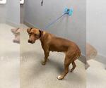 Small Rhodesian Ridgeback Mix