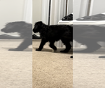 Smokey - Male Shepadoodle Puppy for Sale - Photo #2