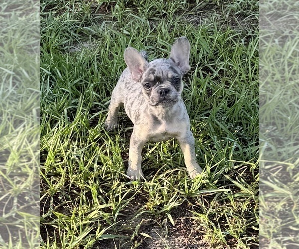 Medium Photo #2 French Bulldog Puppy For Sale in LAKE WALES, FL, USA