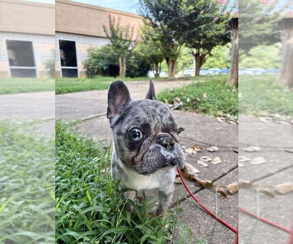 Medium Photo #5 French Bulldog Puppy For Sale in New York, NY, USA