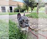 Small #4 French Bulldog