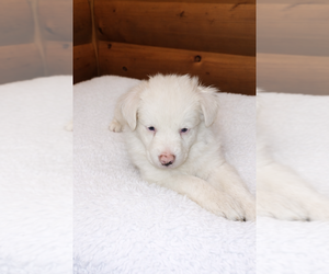 Medium Australian Shepherd