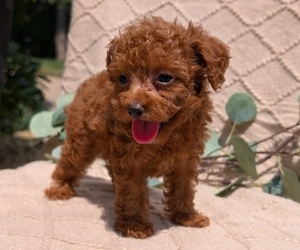 Medium Cockapoo