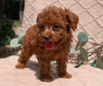 Puppy 1 Cockapoo