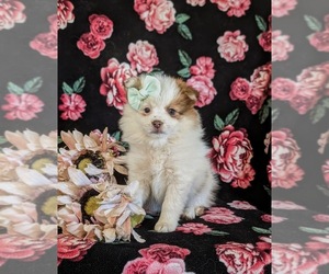 Pomeranian Puppy for Sale in CHRISTIANA, Pennsylvania USA