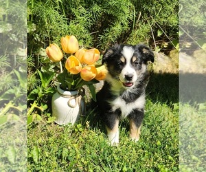 Miniature Australian Shepherd Puppy for sale in SANDOWN, NH, USA