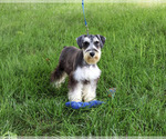 Small #2 Schnauzer (Miniature)