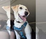 Small #15 Great Pyrenees Mix