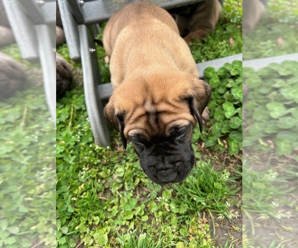 Medium Photo #10 Daniff Puppy For Sale in WENDELL, NC, USA