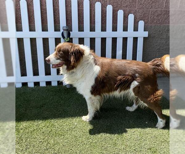 Medium Photo #1 Border Collie Puppy For Sale in Modesto, CA, USA
