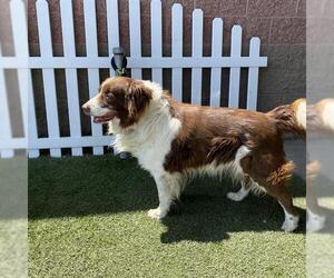 Border Collie Dogs for adoption in Modesto, CA, USA