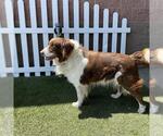 Small Border Collie