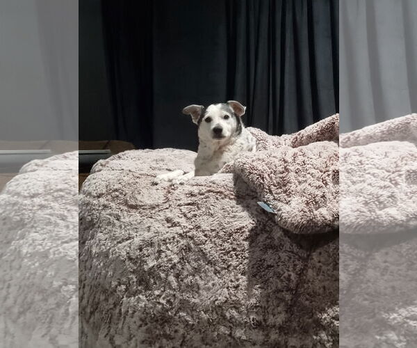 Medium Photo #4 Rat Terrier-Unknown Mix Puppy For Sale in Chandler, AZ, USA