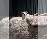 Small #3 Rat Terrier Mix