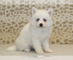 Pomsky Puppy for sale in DENVER, PA, USA