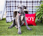 Small #3 Great Dane
